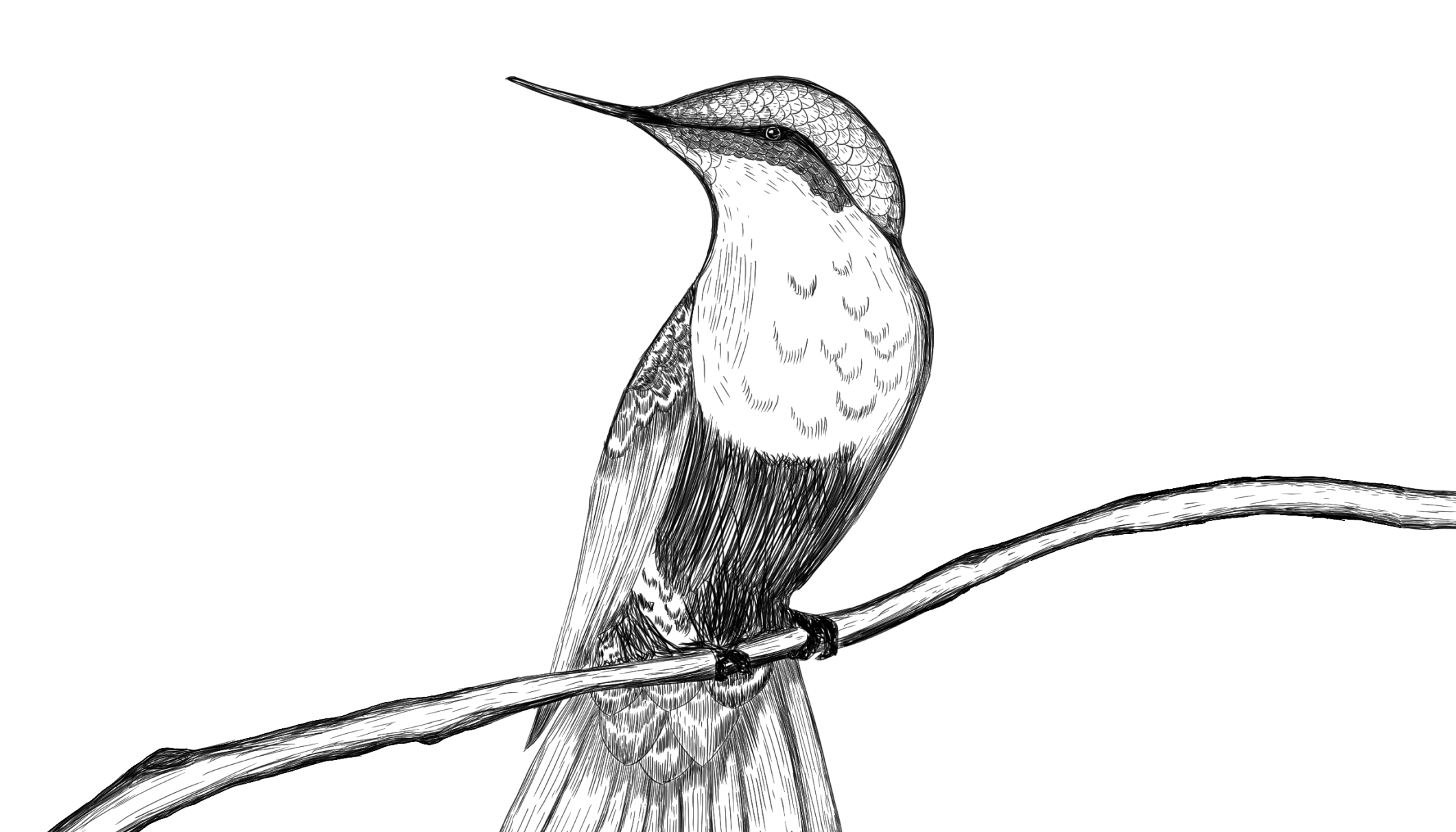 kolibri-digital-hub