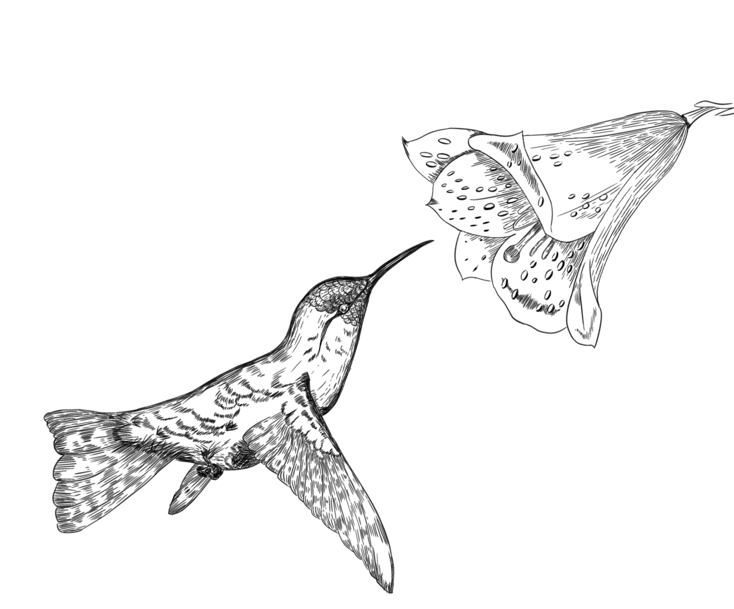 kolibri-solution