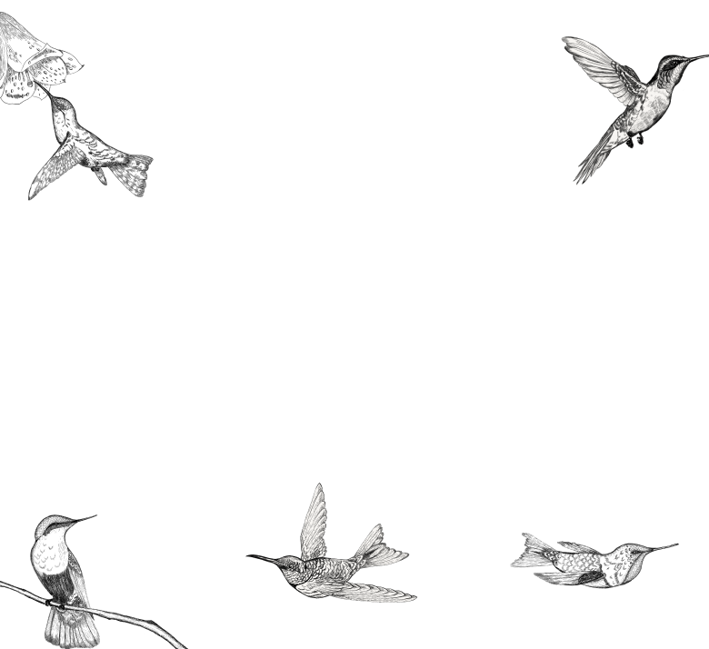 kolibri-who-we-are